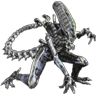 dinamo